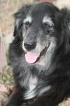 <img100*0:stuff/z/73640/dogs%2520reference.1/i1262661214_21.jpg>
