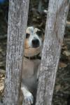 <img100*0:stuff/z/73640/dogs%2520reference.1/i1262661214_22.jpg>