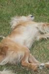 <img100*0:stuff/z/73640/dogs%2520reference.1/i1262661214_23.jpg>