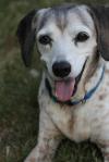 <img100*0:stuff/z/73640/dogs%2520reference.1/i1262661214_24.jpg>