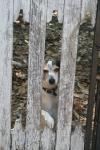 <img100*0:stuff/z/73640/dogs%2520reference.1/i1262661214_25.jpg>