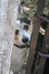 <img100*0:stuff/z/73640/dogs%2520reference.1/i1262661214_26.jpg>