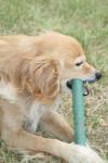 <img100*0:stuff/z/73640/dogs%2520reference.1/i1262661214_27.jpg>