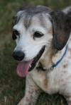 <img100*0:stuff/z/73640/dogs%2520reference.1/i1262661214_28.jpg>