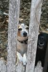 <img100*0:stuff/z/73640/dogs%2520reference.1/i1262661214_29.jpg>