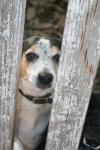 <img100*0:stuff/z/73640/dogs%2520reference.1/i1262661214_30.jpg>