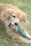 <img100*0:stuff/z/73640/dogs%2520reference.1/i1262661214_31.jpg>