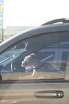 <img100*0:stuff/z/73640/dogs%2520reference.2/i1265765669_1.jpg>