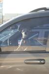<img100*0:stuff/z/73640/dogs%2520reference.2/i1265765669_2.jpg>