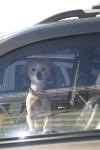 <img100*0:stuff/z/73640/dogs%2520reference.2/i1265765669_3.jpg>