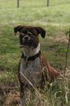 <img100*0:stuff/z/73640/dogs%2520reference.2/i1278639786_1.jpg>