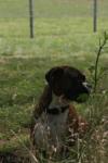 <img100*0:stuff/z/73640/dogs%2520reference.2/i1278639787_2.jpg>