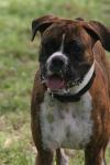 <img100*0:stuff/z/73640/dogs%2520reference.2/i1278639788_3.jpg>