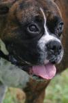 <img100*0:stuff/z/73640/dogs%2520reference.2/i1278639788_4.jpg>