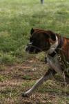 <img100*0:stuff/z/73640/dogs%2520reference.2/i1278639789_5.jpg>
