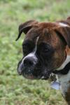 <img100*0:stuff/z/73640/dogs%2520reference.2/i1278639790_6.jpg>