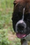 <img100*0:stuff/z/73640/dogs%2520reference.2/i1278639791_7.jpg>