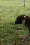 <img100*0:stuff/z/73640/dogs%2520reference.2/i1278639791_8.jpg>