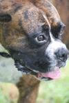 <img100*0:stuff/z/73640/dogs%2520reference.2/i1278639792_10.jpg>