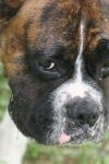 <img100*0:stuff/z/73640/dogs%2520reference.2/i1278639792_9.jpg>