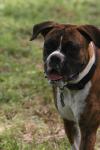 <img100*0:stuff/z/73640/dogs%2520reference.2/i1278639793_11.jpg>