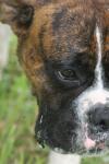 <img100*0:stuff/z/73640/dogs%2520reference.2/i1278639794_12.jpg>