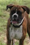 <img100*0:stuff/z/73640/dogs%2520reference.2/i1278639795_13.jpg>