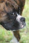 <img100*0:stuff/z/73640/dogs%2520reference.2/i1278639796_14.jpg>