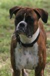 <img100*0:stuff/z/73640/dogs%2520reference.2/i1278639796_15.jpg>