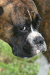 <img100*0:stuff/z/73640/dogs%2520reference.2/i1278639797_16.jpg>