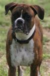 <img100*0:stuff/z/73640/dogs%2520reference.2/i1278639798_17.jpg>