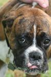 <img100*0:stuff/z/73640/dogs%2520reference.2/i1278639799_18.jpg>