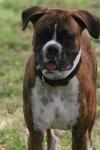 <img100*0:stuff/z/73640/dogs%2520reference.2/i1278639800_19.jpg>