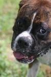 <img100*0:stuff/z/73640/dogs%2520reference.2/i1278639801_20.jpg>