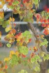 <img100*0:stuff/z/73640/fall%2520colors/i1264883210_1.jpg>