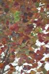 <img100*0:stuff/z/73640/fall%2520colors/i1264883214_6.jpg>