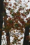 <img100*0:stuff/z/73640/fall%2520colors/i1264883216_10.jpg>