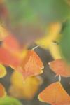 <img100*0:stuff/z/73640/fall%2520colors/i1264883216_9.jpg>