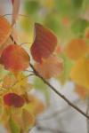 <img100*0:stuff/z/73640/fall%2520colors/i1264883219_13.jpg>
