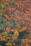 <img100*0:stuff/z/73640/fall%2520colors/i1264883222_17.jpg>