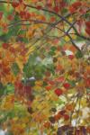 <img100*0:stuff/z/73640/fall%2520colors/i1264883223_18.jpg>