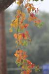 <img100*0:stuff/z/73640/fall%2520colors/i1264883231_26.jpg>