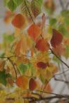 <img100*0:stuff/z/73640/fall%2520colors/i1264883234_29.jpg>