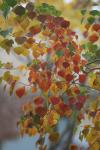 <img100*0:stuff/z/73640/fall%2520colors/i1264883234_30.jpg>