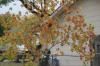 <img100*0:stuff/z/73640/fall%2520colors/i1264883779_1.jpg>