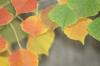 <img100*0:stuff/z/73640/fall%2520colors/i1264883779_3.jpg>