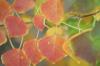 <img100*0:stuff/z/73640/fall%2520colors/i1264883779_6.jpg>