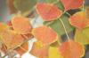 <img100*0:stuff/z/73640/fall%2520colors/i1264883780_18.jpg>