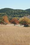 <img100*0:stuff/z/73640/fall%2520colors/i1264957496_1.jpg>