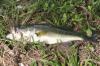 <img100*0:stuff/z/73640/fish%2520reference/i1265163131_1.jpg>